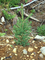 Spruce plant