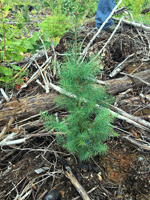 Fir plant